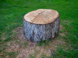 Best Tree Maintenance Programs  in Stanton, CA