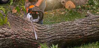 Best Lot and Land Clearing  in Stanton, CA