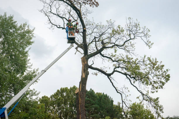 Best Tree Mulching  in Stanton, CA