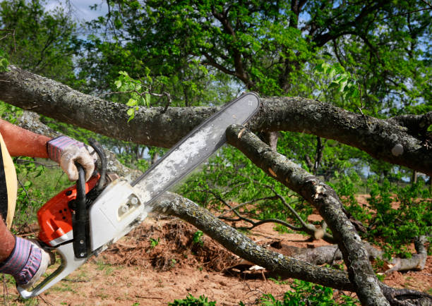 How Our Tree Care Process Works  in  Stanton, CA