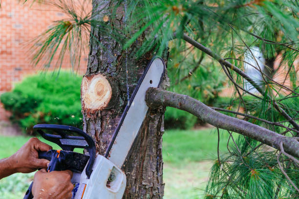 Best Fruit Tree Pruning  in Stanton, CA